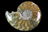 Polished, Agatized Ammonite (Cleoniceras) - Madagascar #97262-1